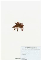 藏品(旋花藻)的圖片